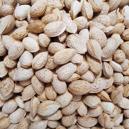 بادام درختی شیرین پوست کاغذی وسنگی