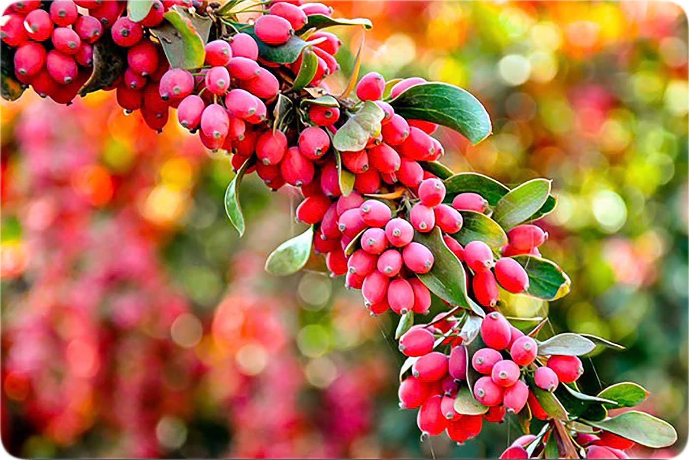 زعفران درجه یک