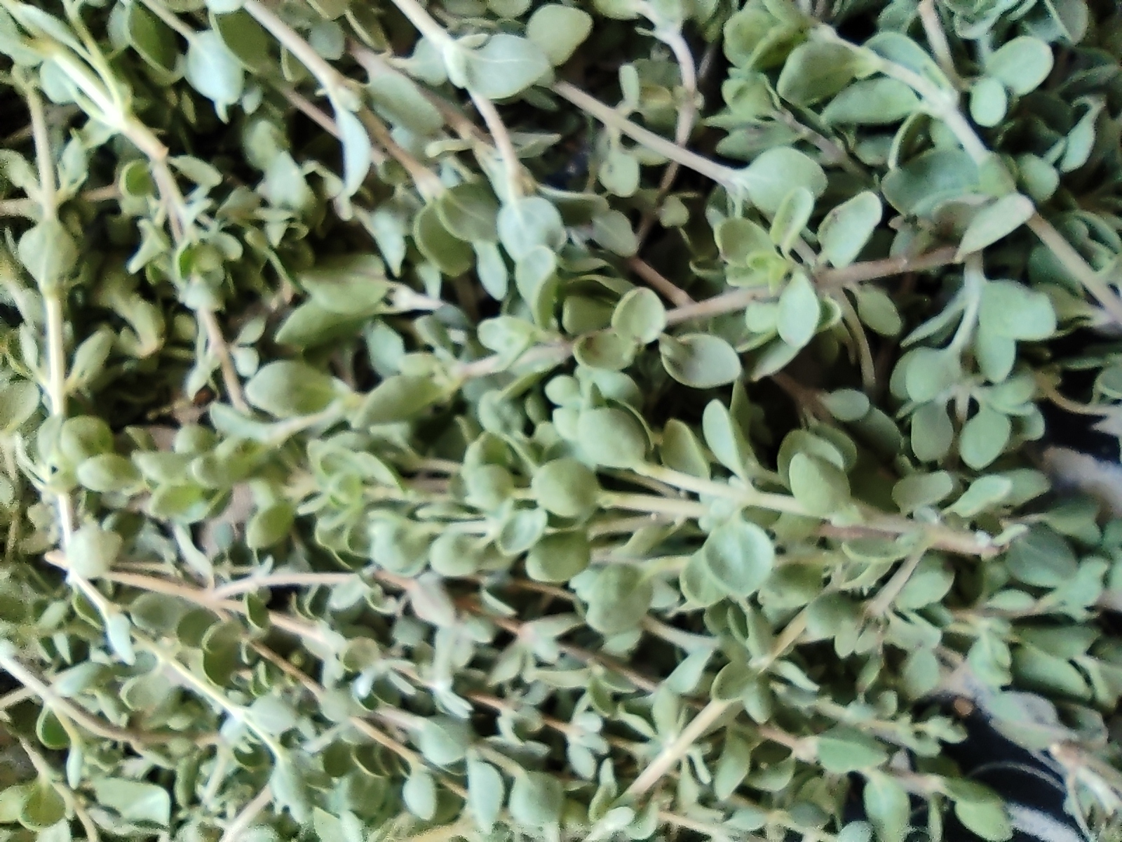 انواع آویشن، چای ترش