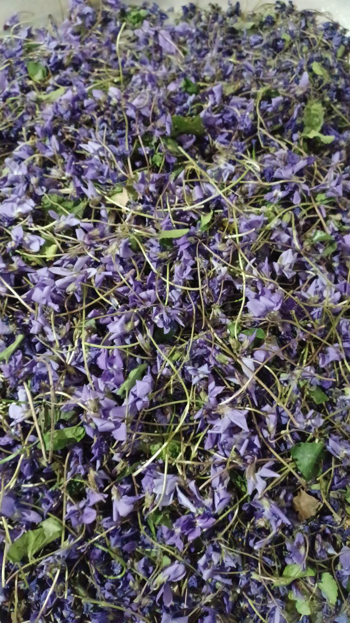 دارو های گیاهی