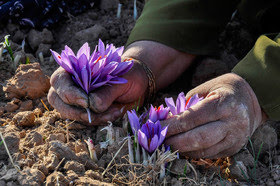 خشکبار شمس