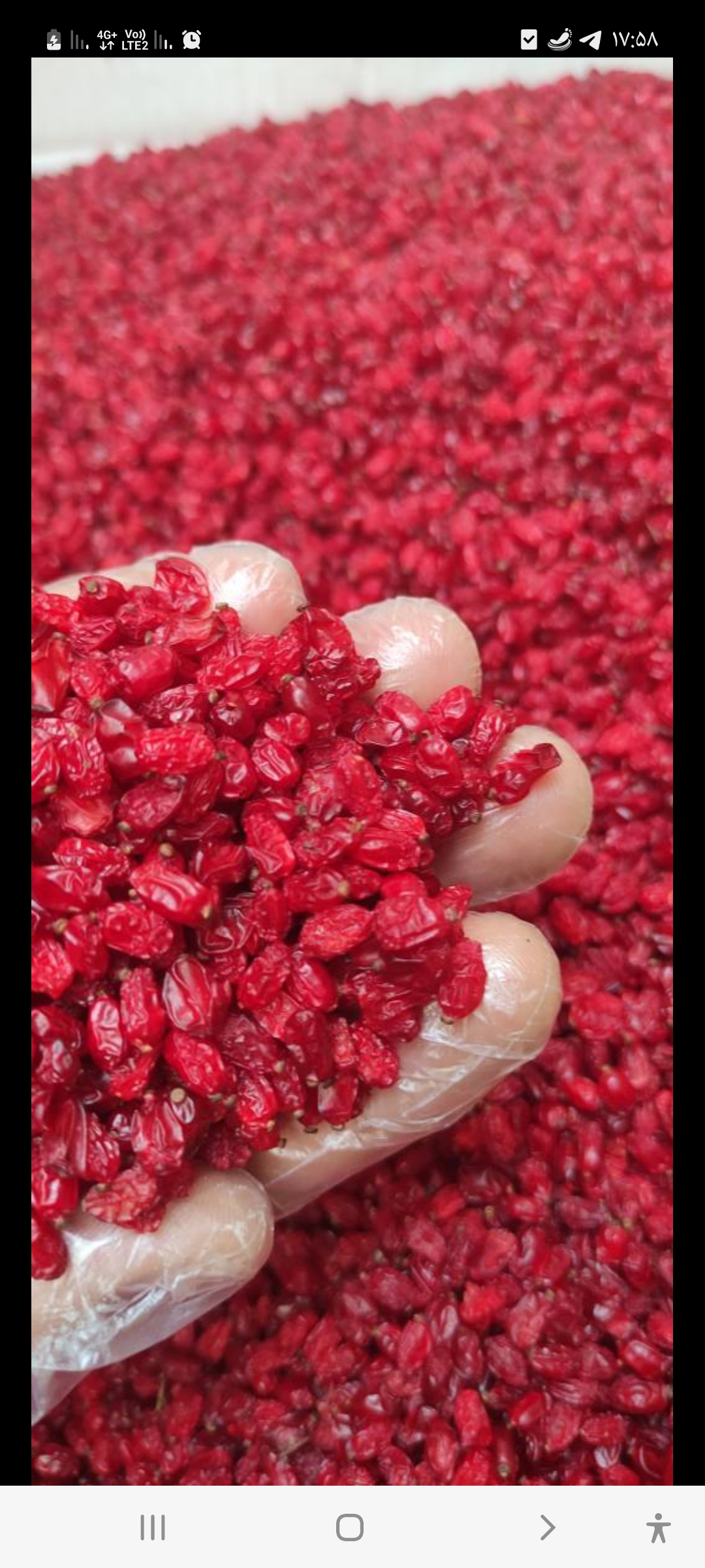 زرشک پفکی اعلا