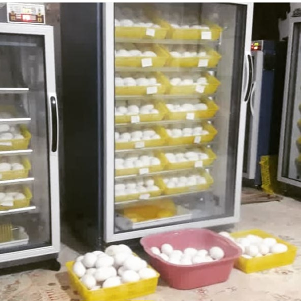 قوغازخالماگوری و تولوز وزن سنگین  