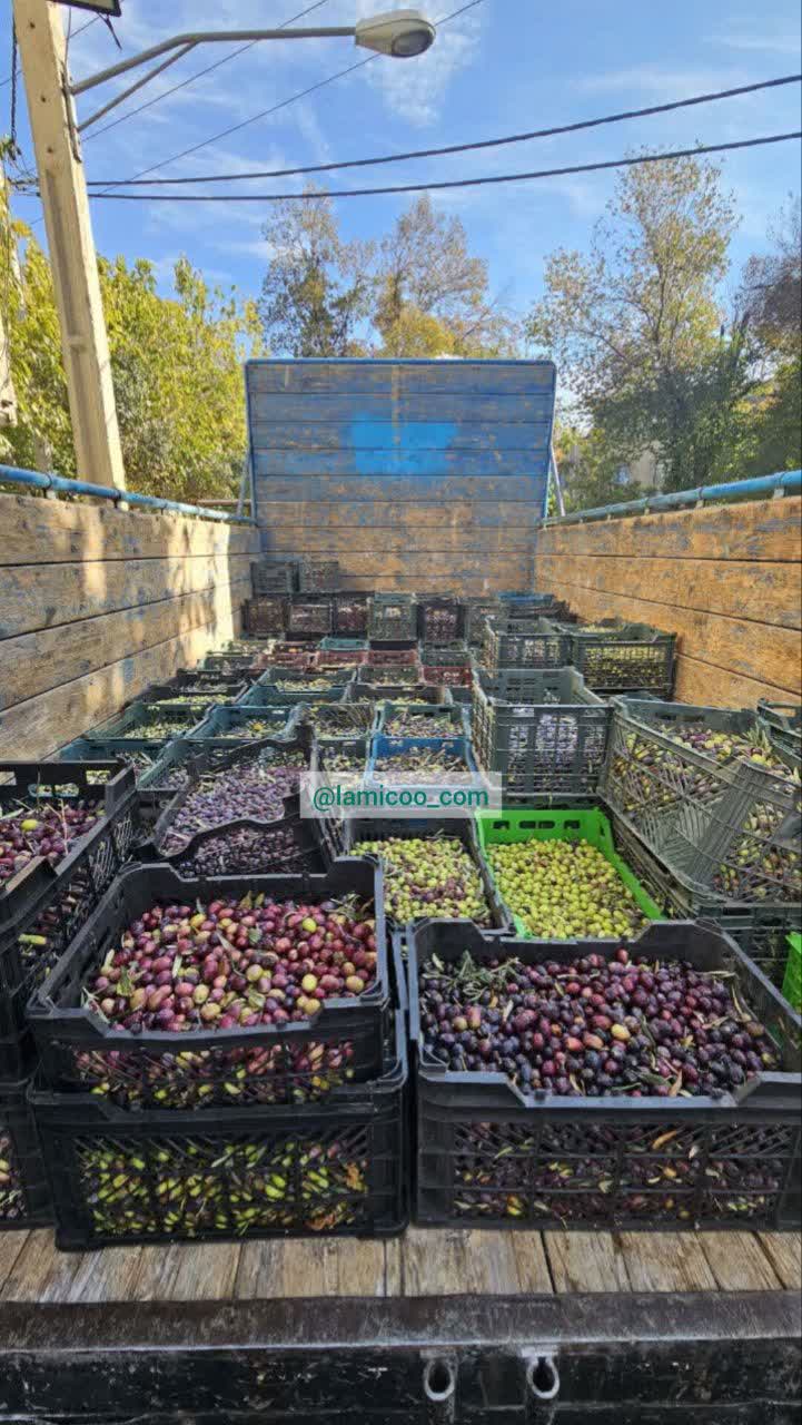 روغن زیتون اصل و خالص (تضمینی) 