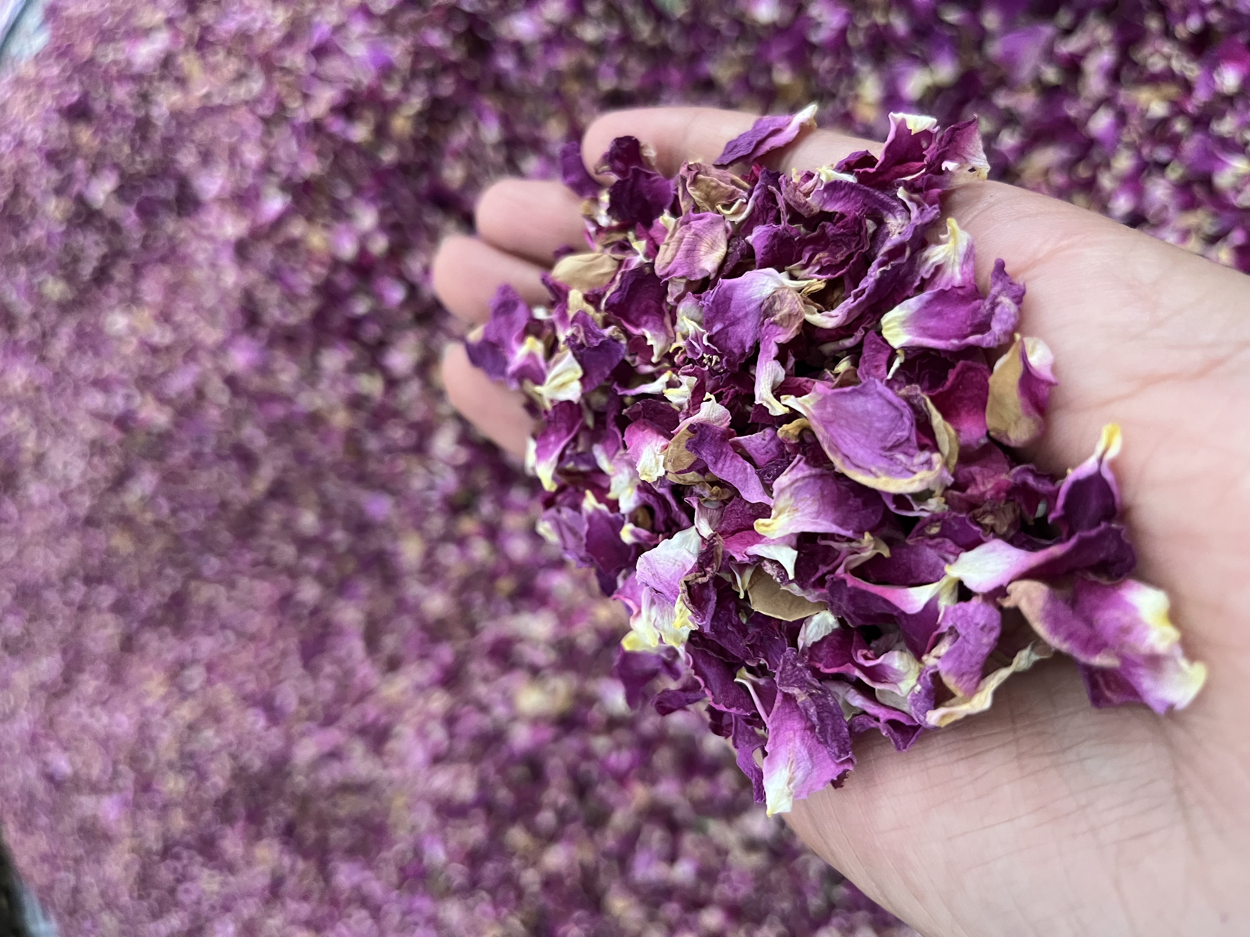 گل محمدی خشک مرغوب