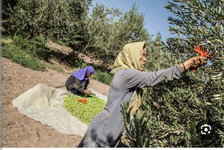روغن زیتون اصل رودبار