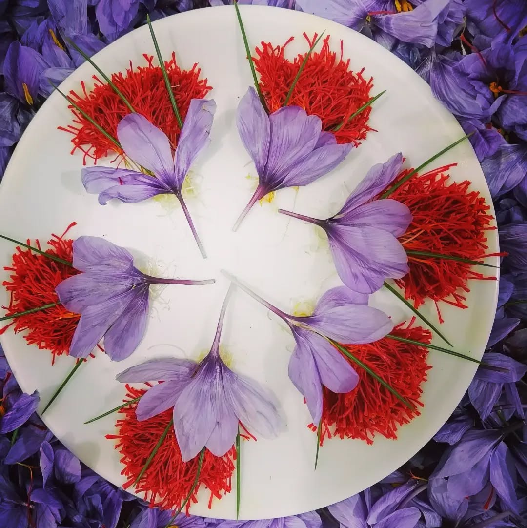 زعفران 
