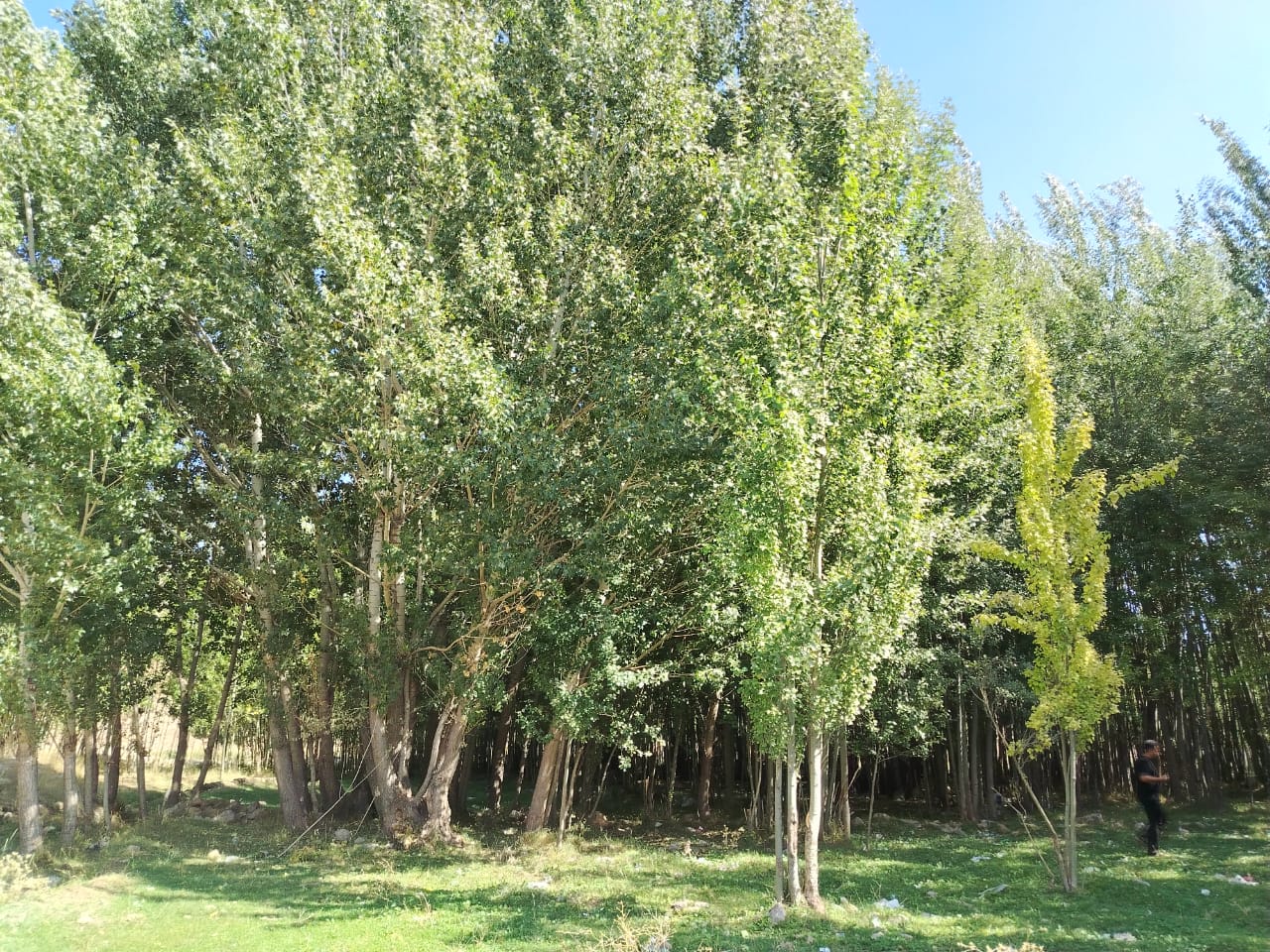زمین و باغ250متری 