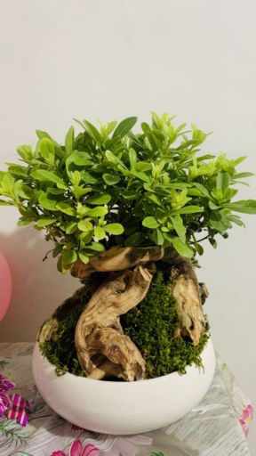 گل و گیاه لوکس