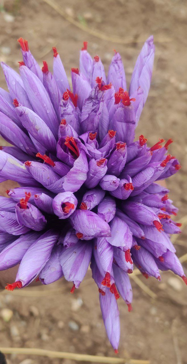 زعفران درجه یک
