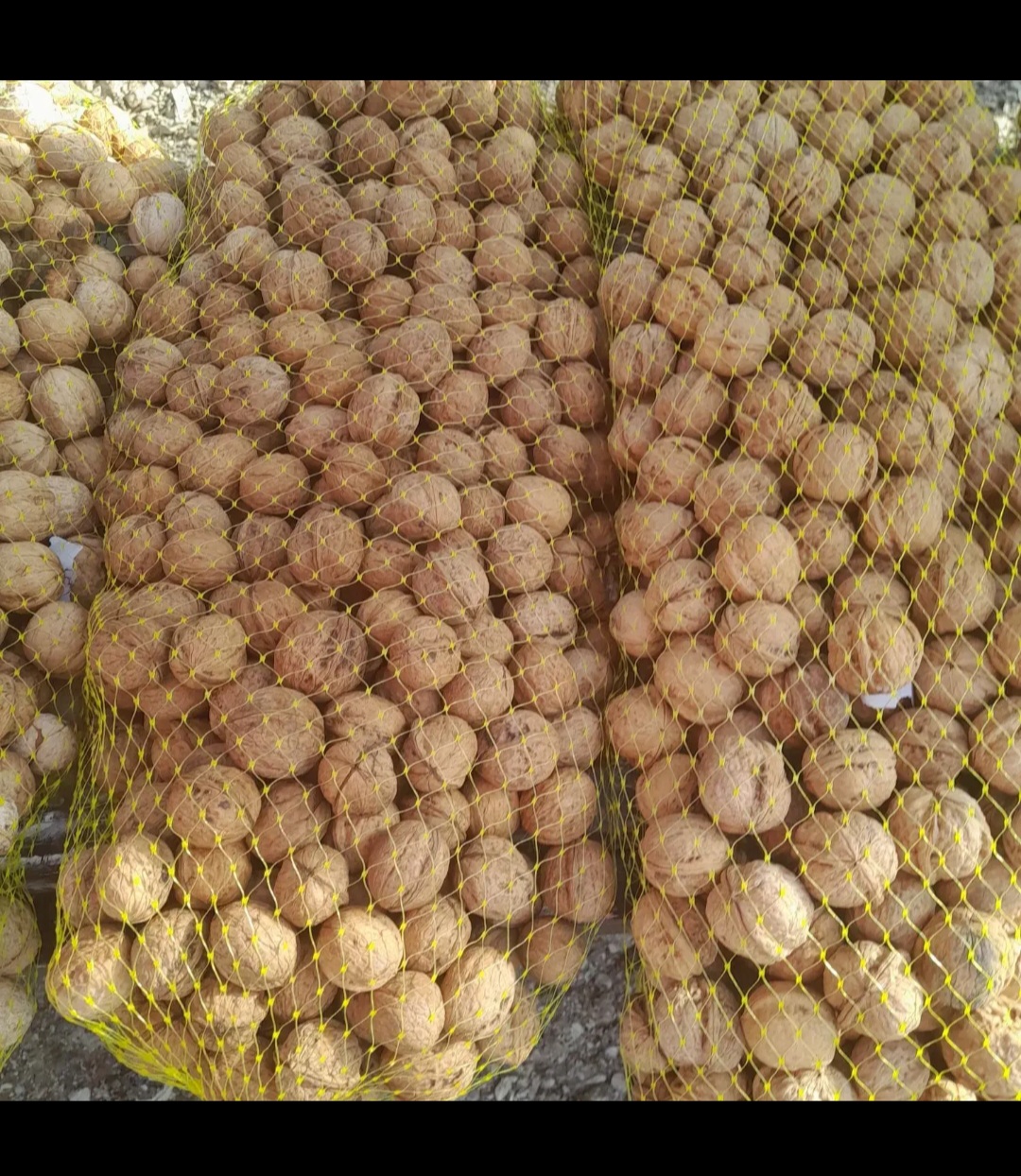 گردو ومغز گردو درجه یک