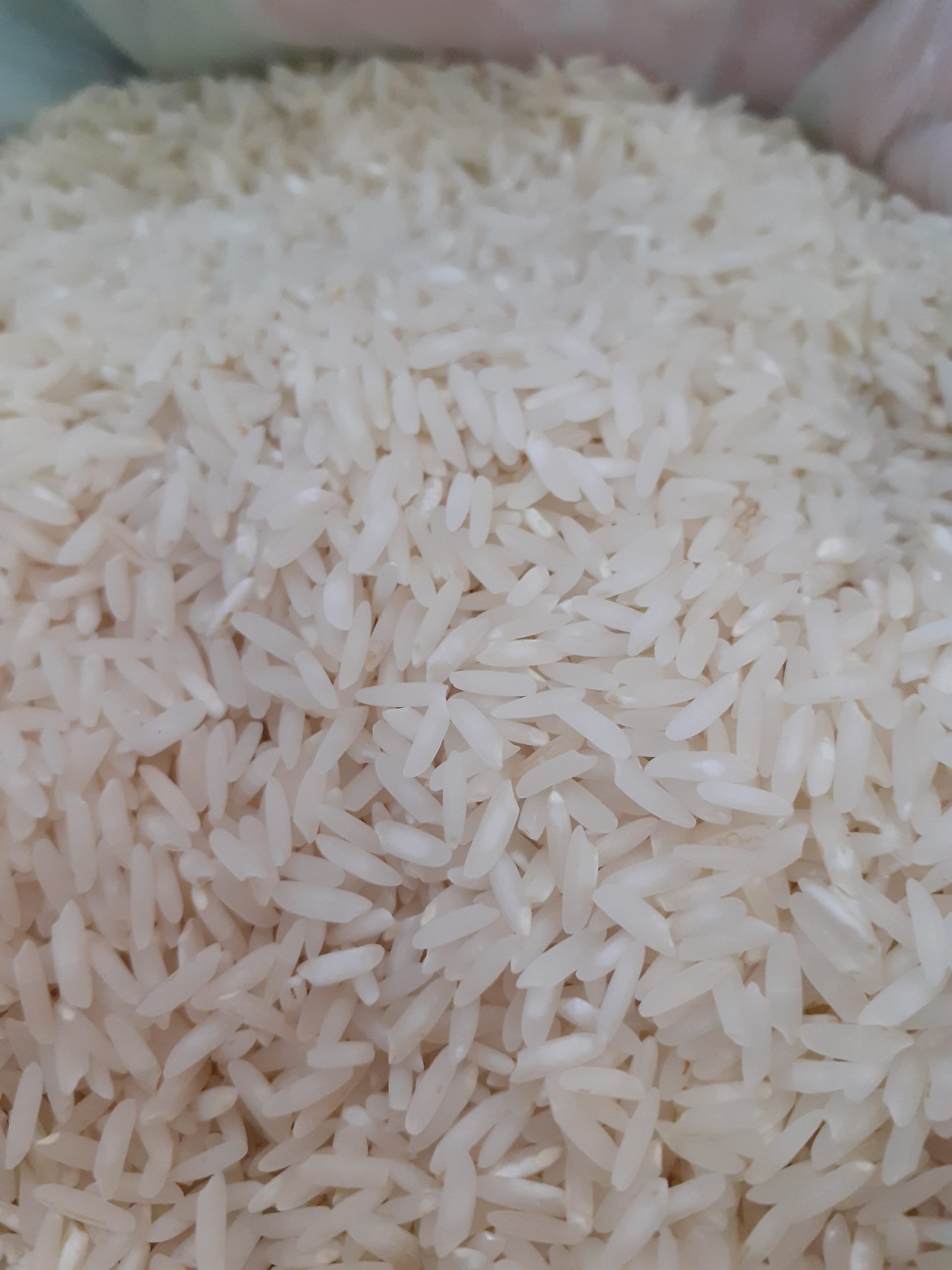 برنج مروارید کشاورزان شمالی 