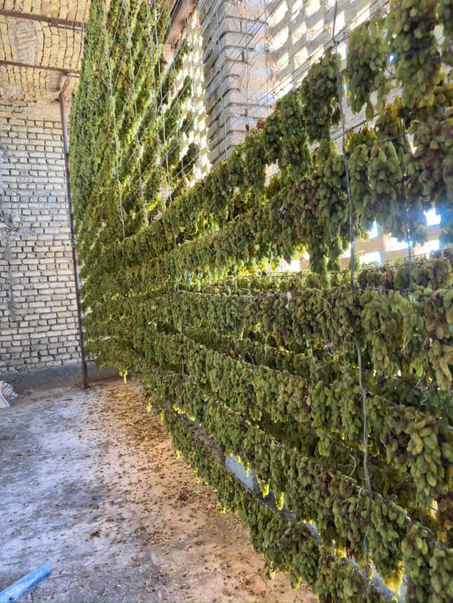 کشمش سبز قلمی کاشمر ، زعفران خراسان 