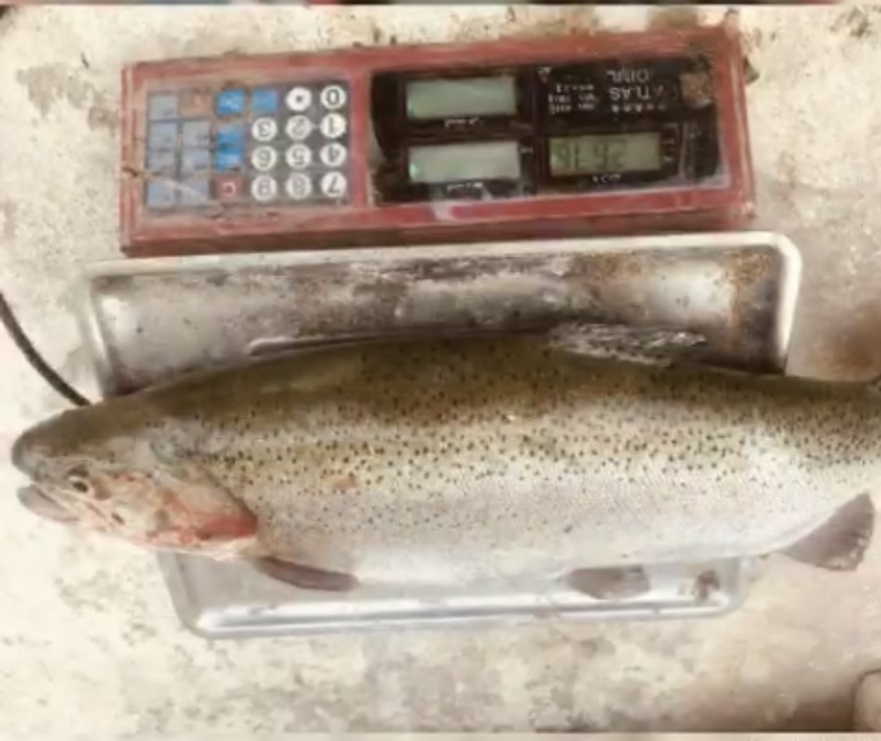 فروش مجتمع پرورش آبزیان