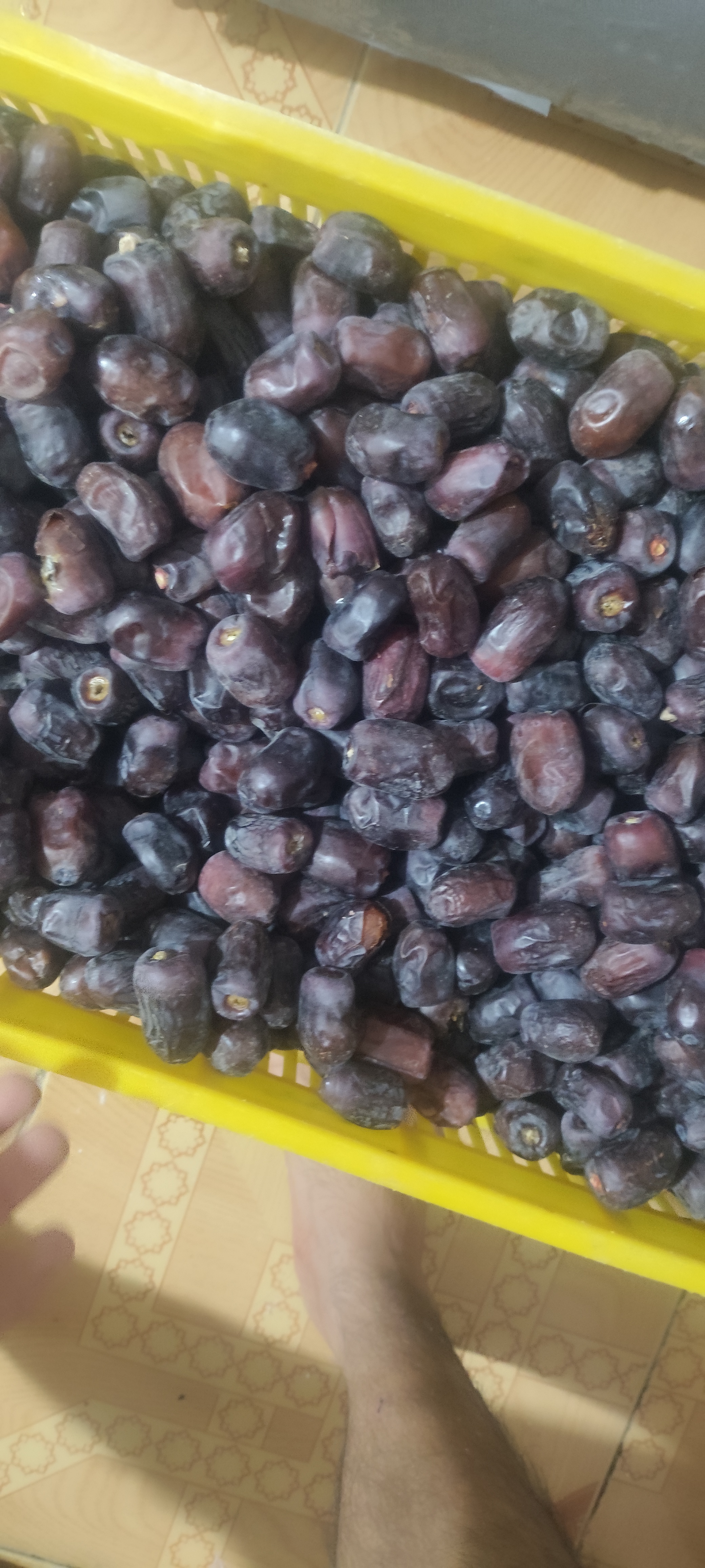 خرمای بم