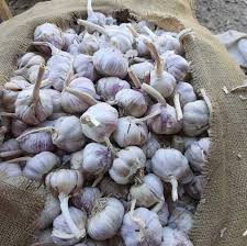 200 کیلو سیر تند بذری درجه یک