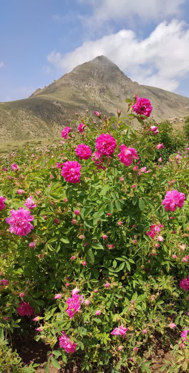 گلاب نامیرا