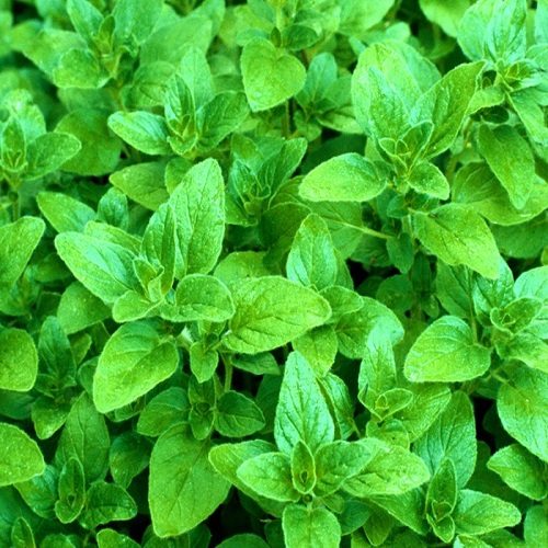 فروش انواع محصولات محلی 