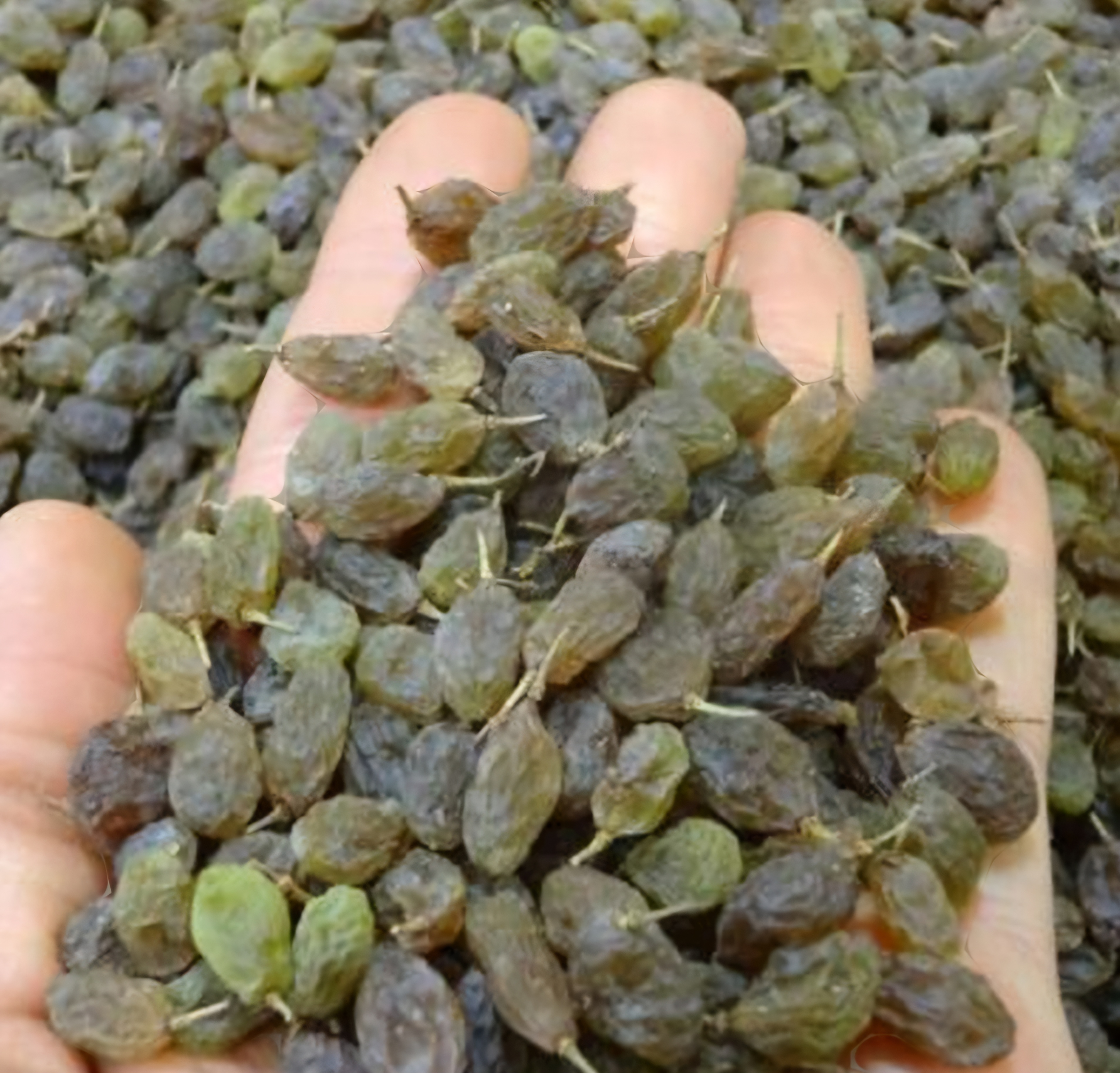 کشمش ملایر 