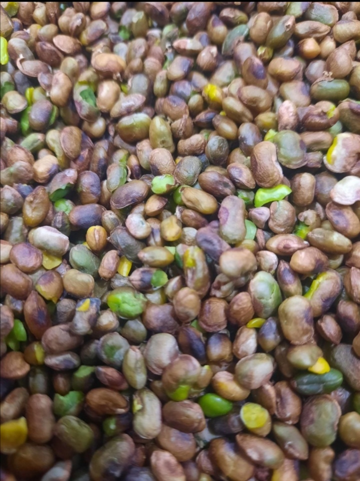 مغز پسته وحشی(بنه) 