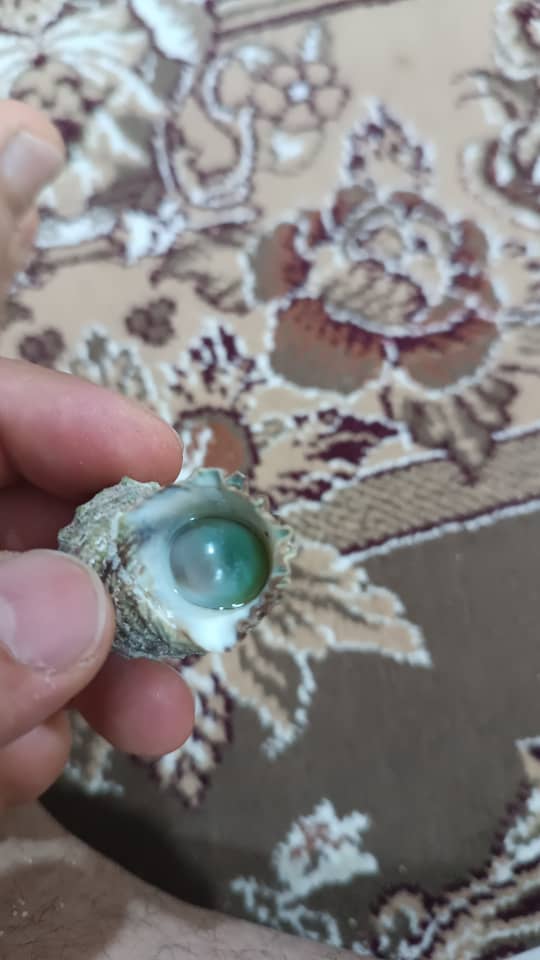 مروارید دریا