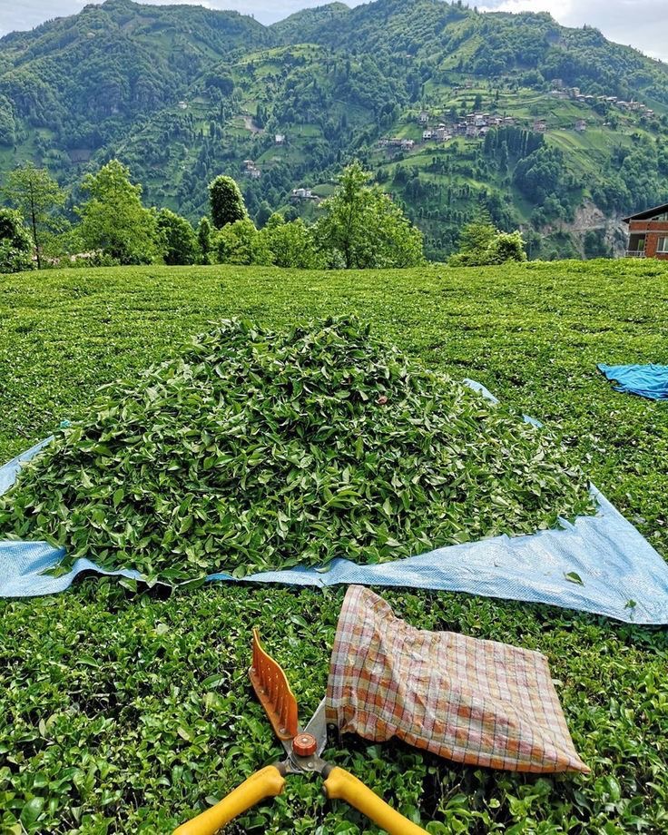فروش مستقیم چای طبیعی گیلان 