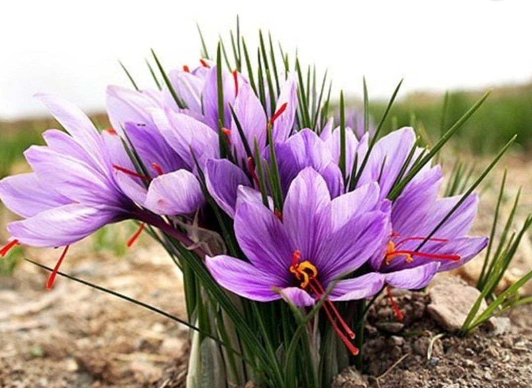  الزعفران النقئ