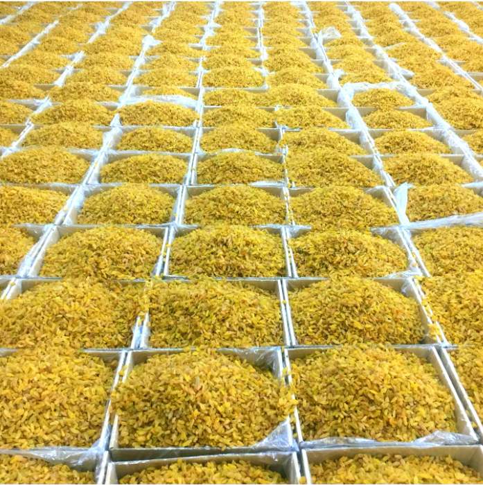 فروش خرما صادراتی و کشمش صادراتی