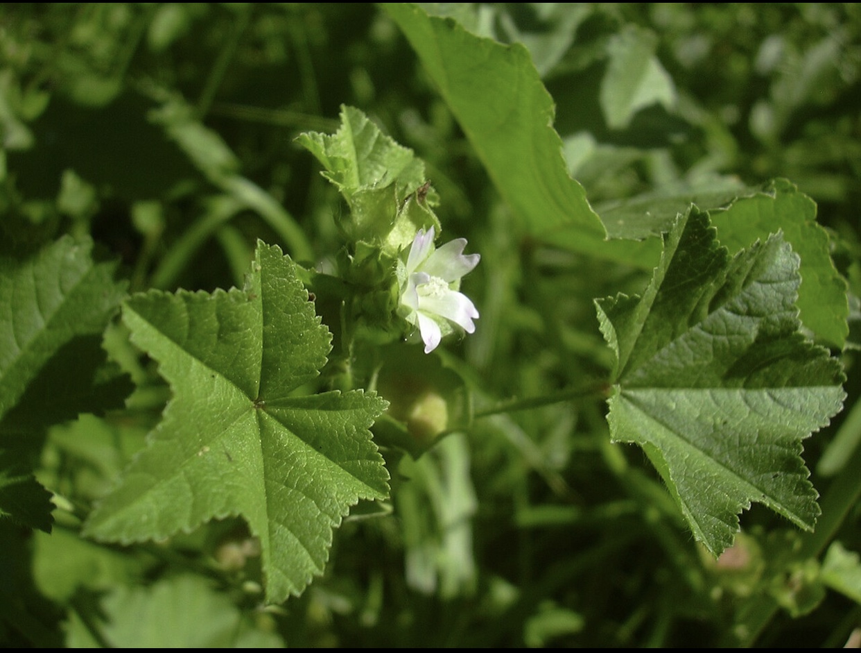 داروهای گیاهی