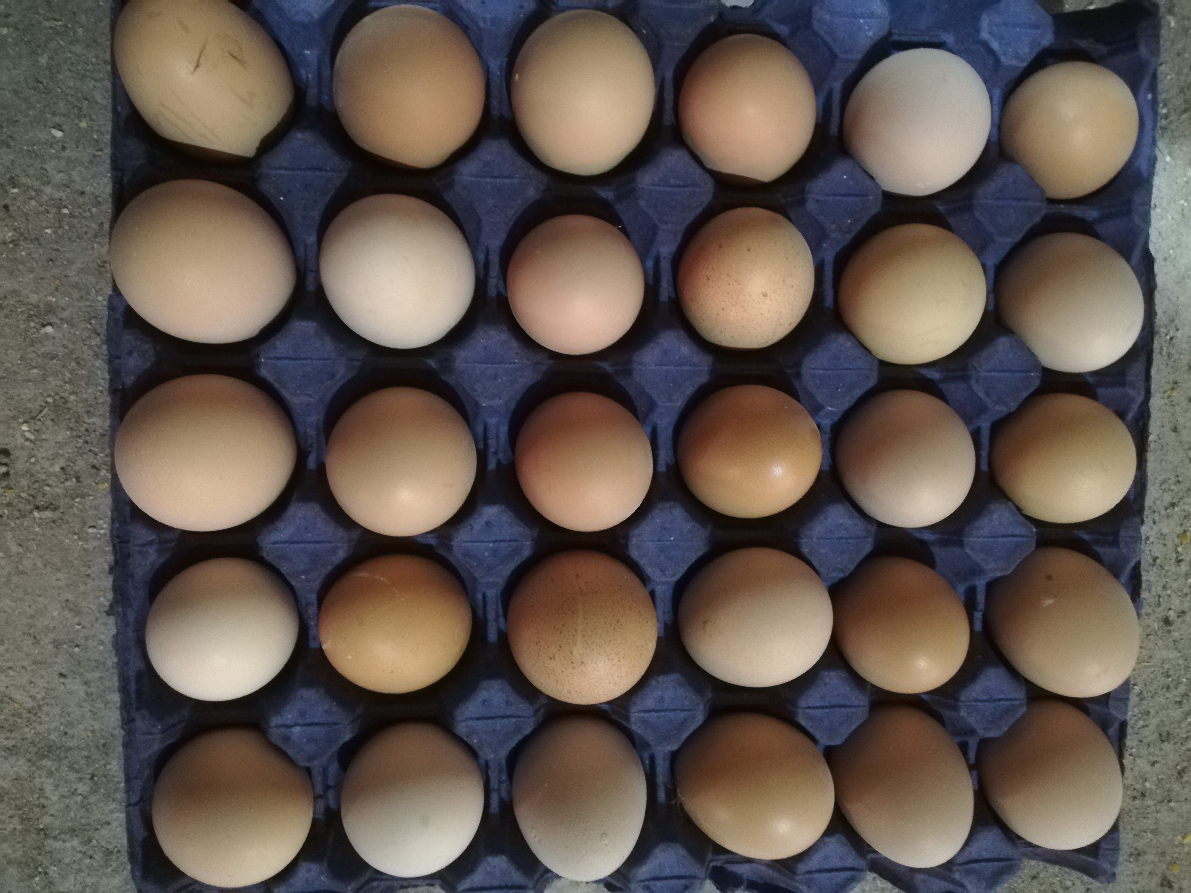 تخم مرغ محلی ارگانیک 