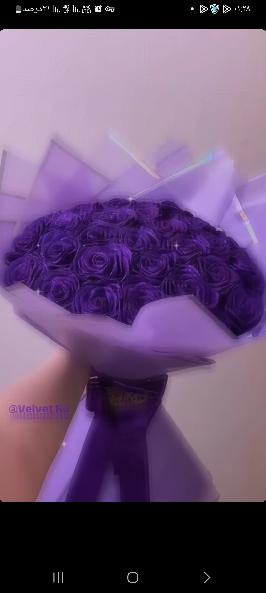 گل رز روبانی 