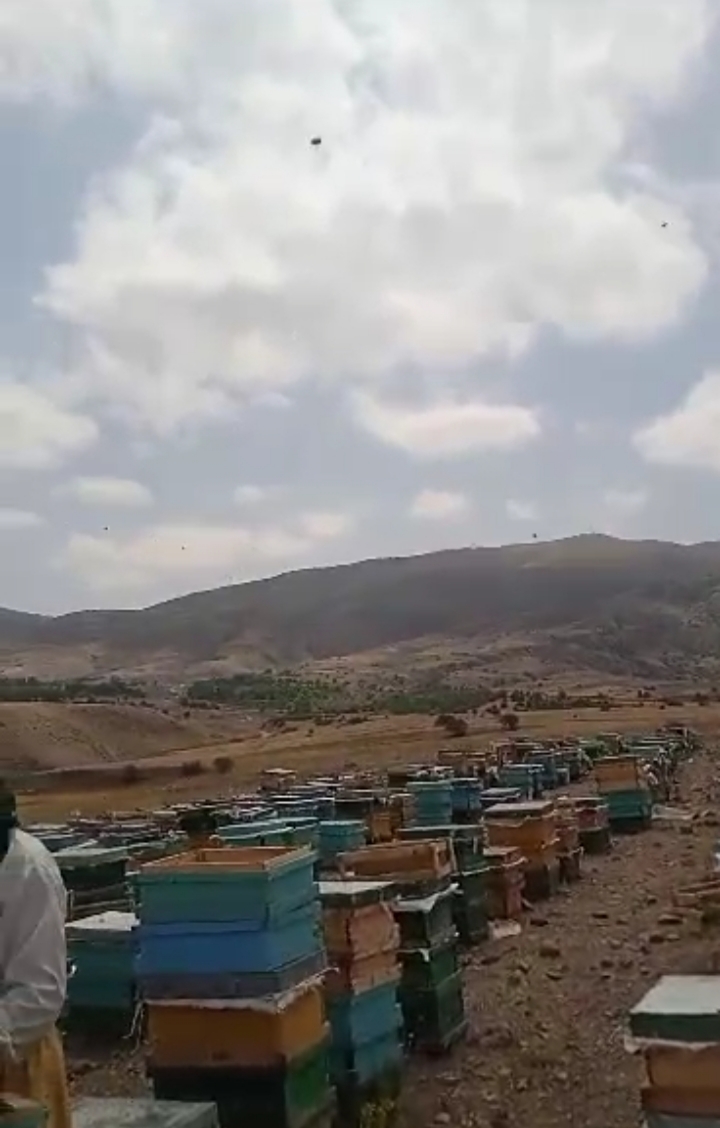 عسل ،گرده،ژل رویال از محصولات سبلان