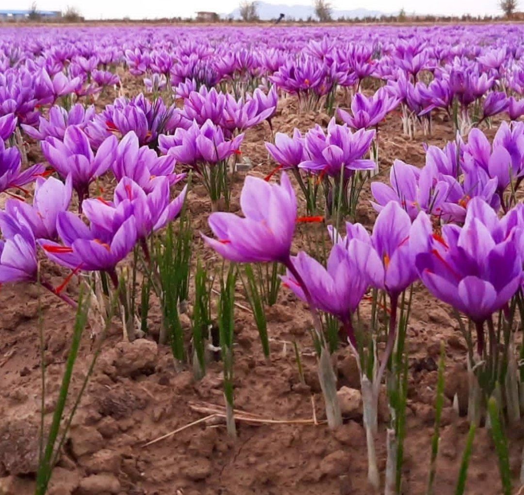  الزعفران النقئ