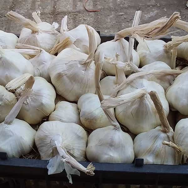 سیر خشک همدان 