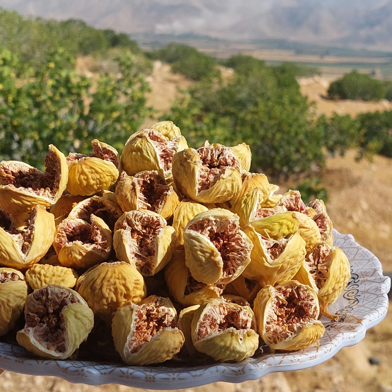 انجیر استهبان 