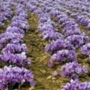 زرشک و زعفران یاقوت و طلای سرخ