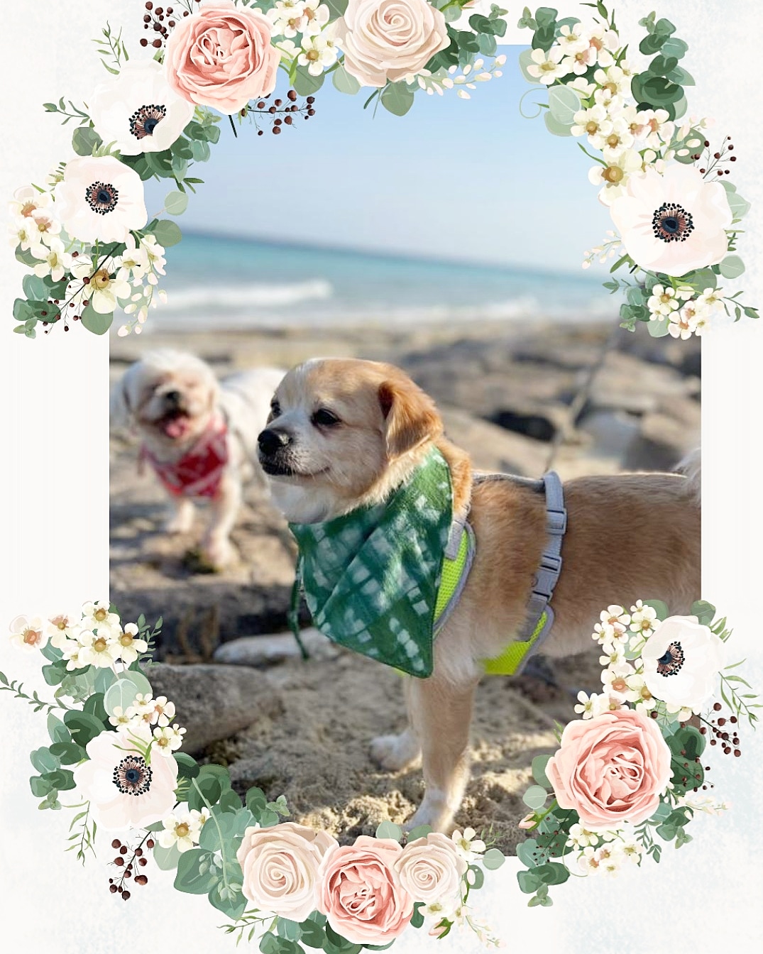 اکسسوری حیوانات خانگی