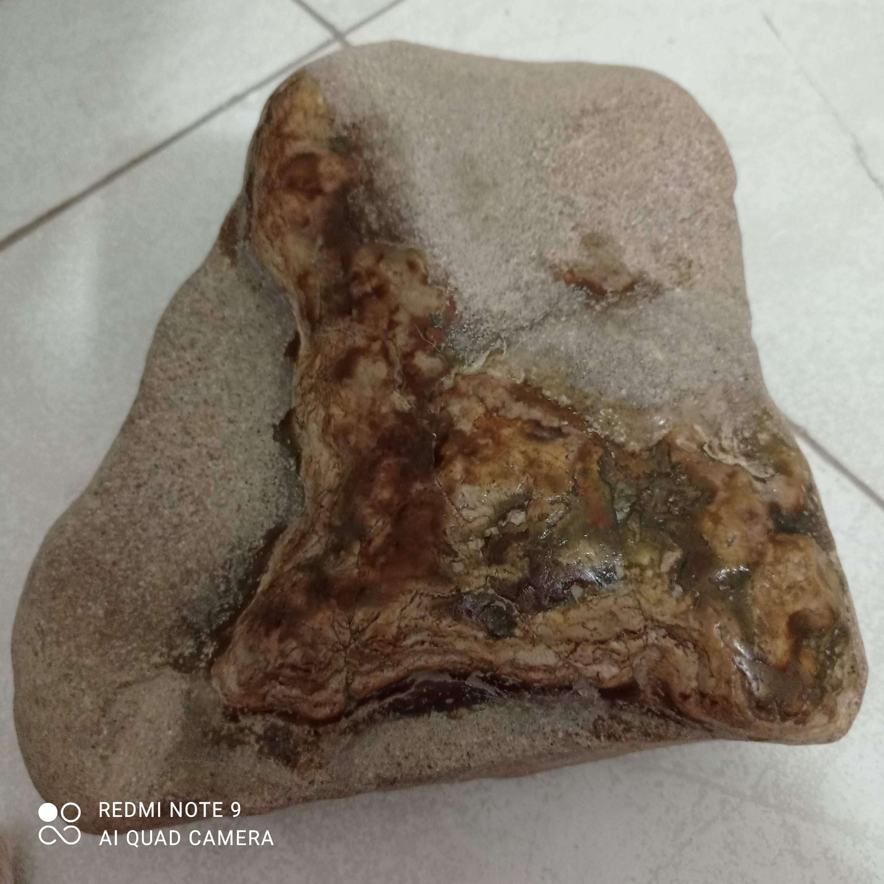 زیباترین فسیل جهان