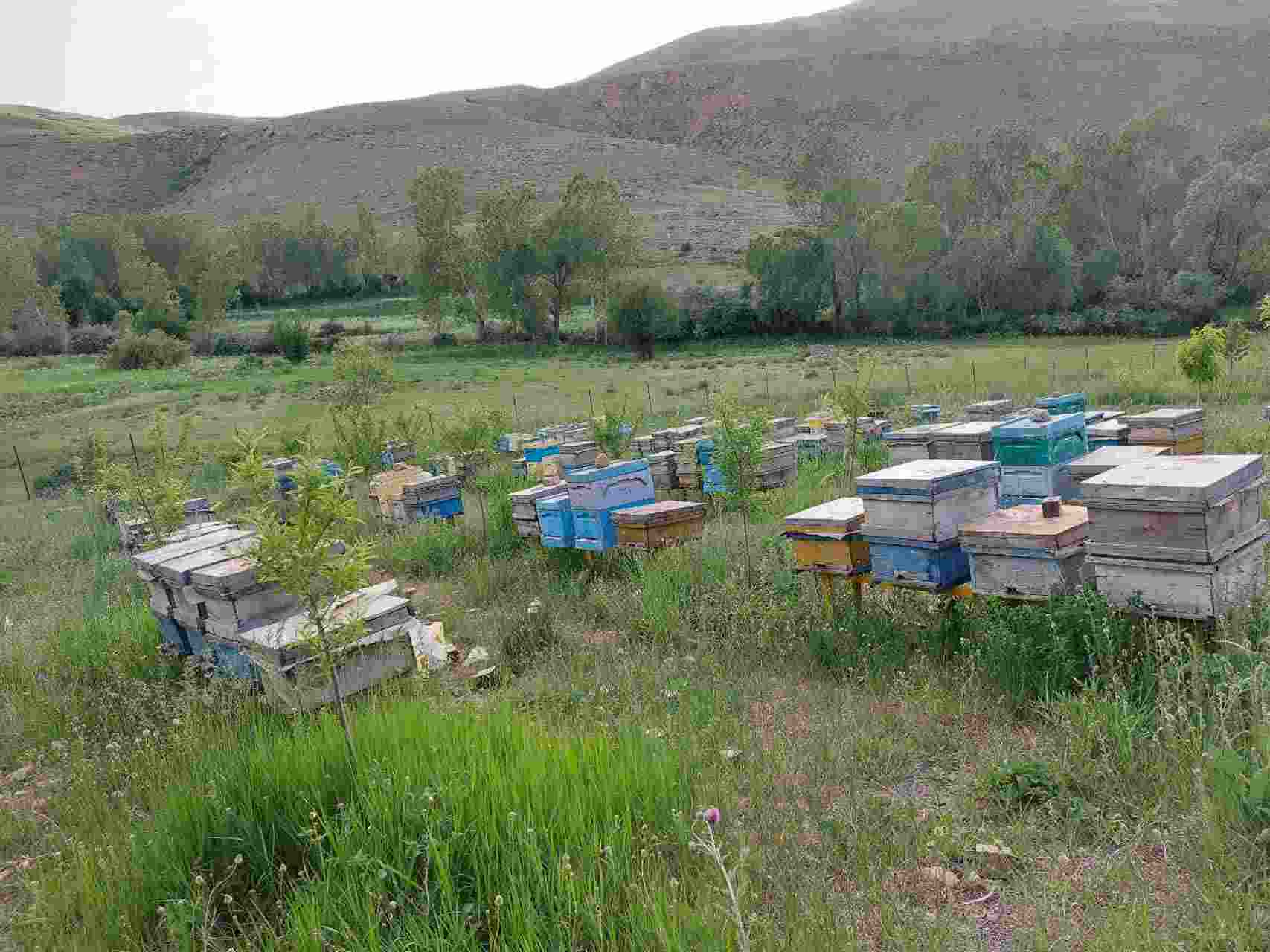 عسل هیروجیق (Hirojig Honey)