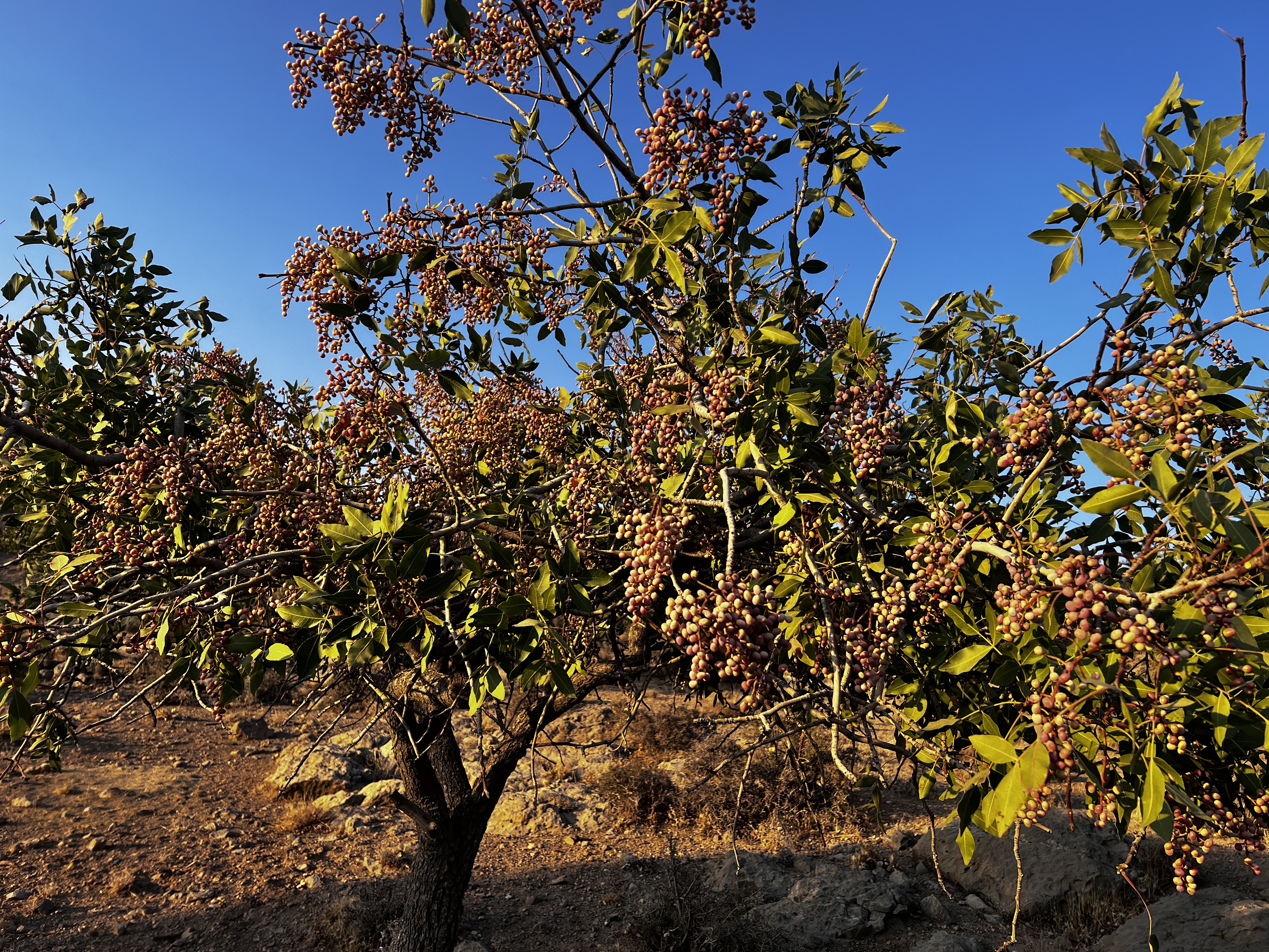 Mountain pistachio