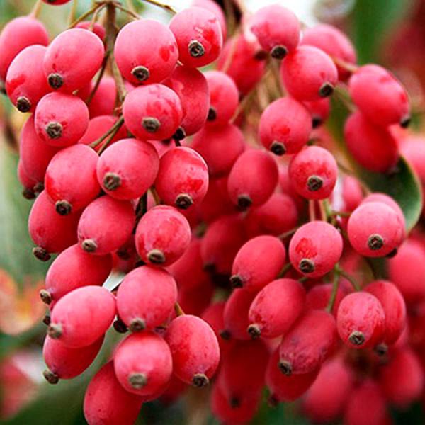 زعفران و زرشک