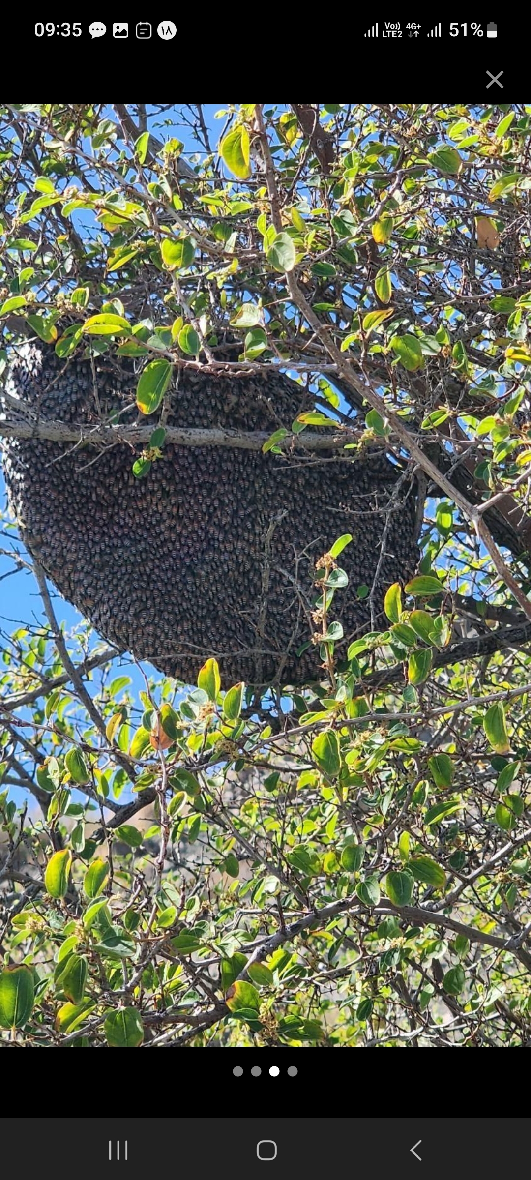 عسل طبیعی 