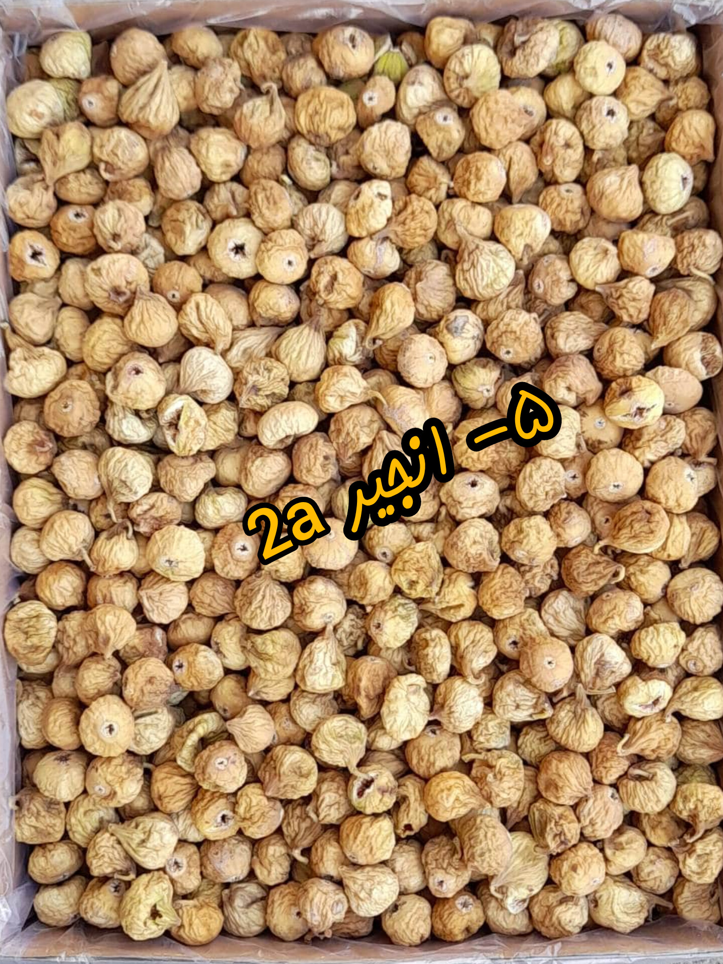  انجیر استهبان 