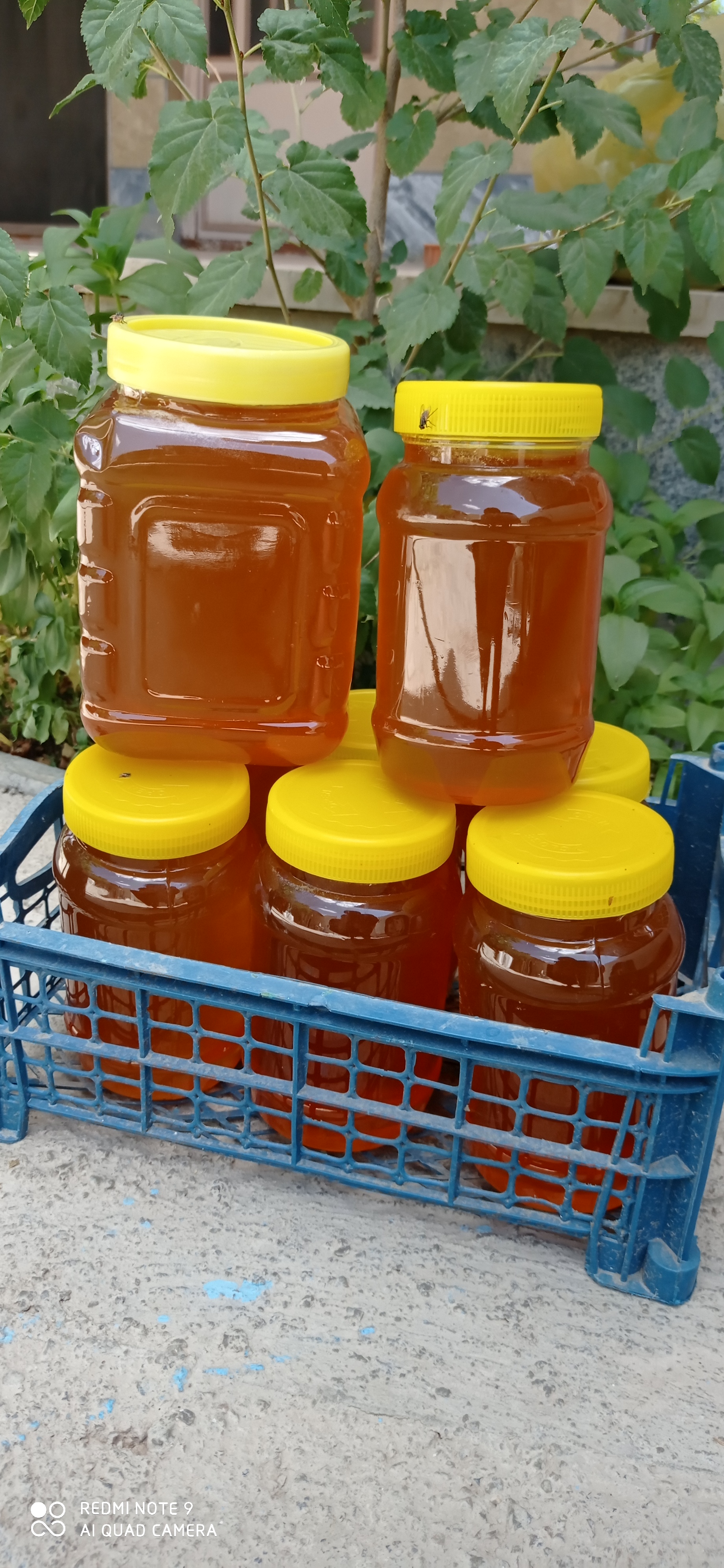 عسل ایران