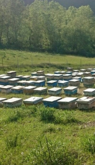 عسل هیروجیق (Hirojig Honey)