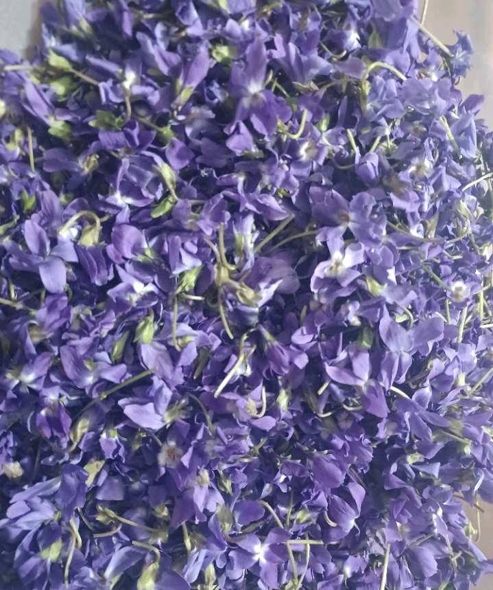 گل بنفشه و غنچه گل محمدی