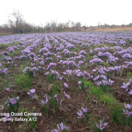 زعفران اصل ایران 