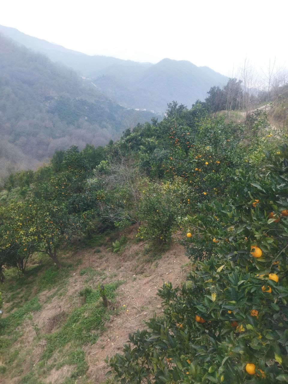 فروش زمین در مازندران رامسر 