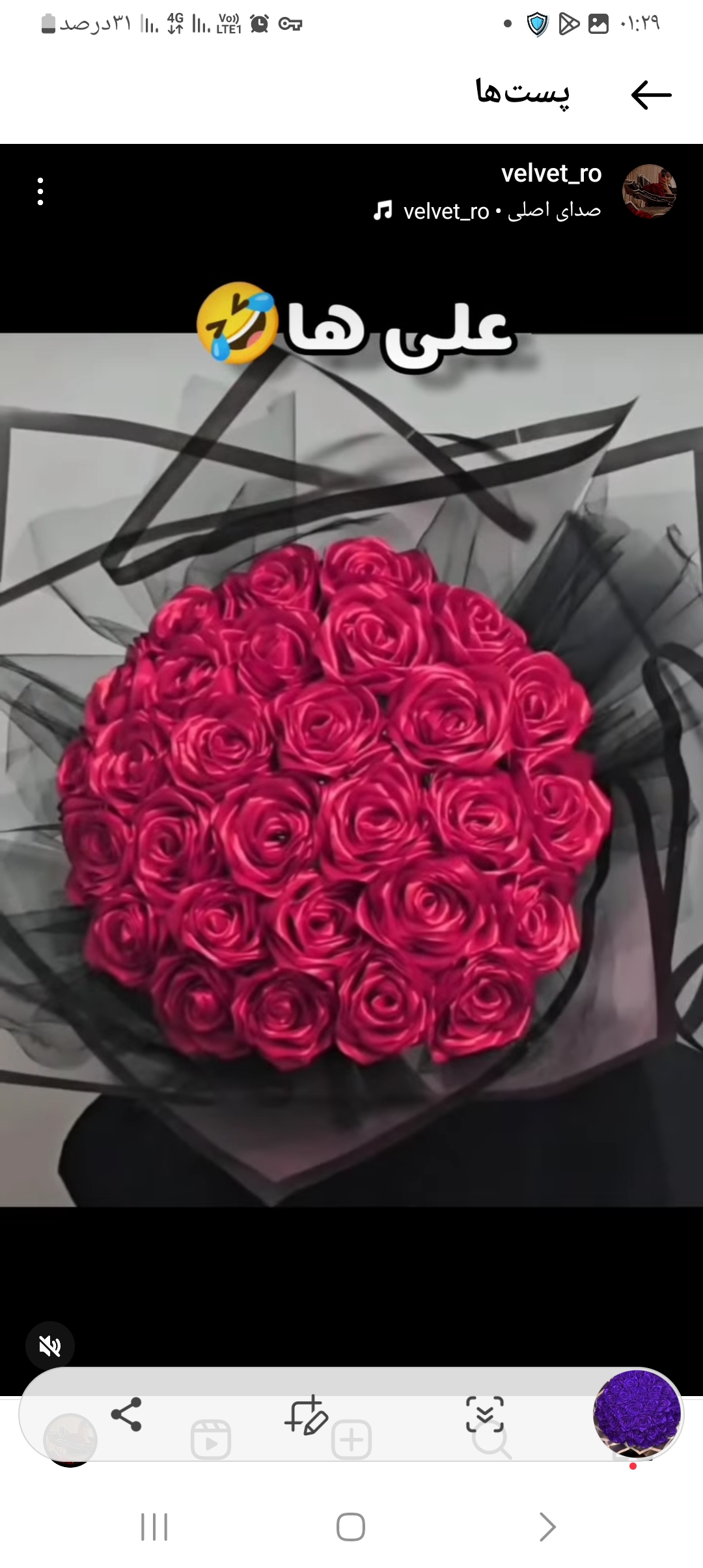 گل رز روبانی 