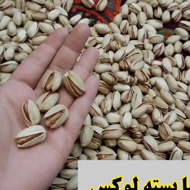 فروش عمده پسته ممتاز 